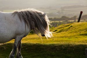 Landscape Photography-Dartmoor-Ponies-Lou-Smith-5387.jpg